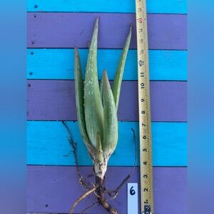 Aloe vera Barbadensis “16”